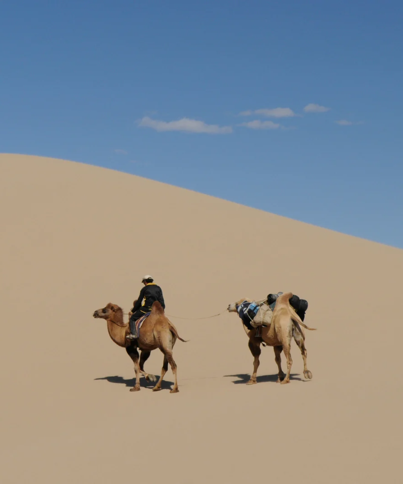 Camels in the Gobi desert